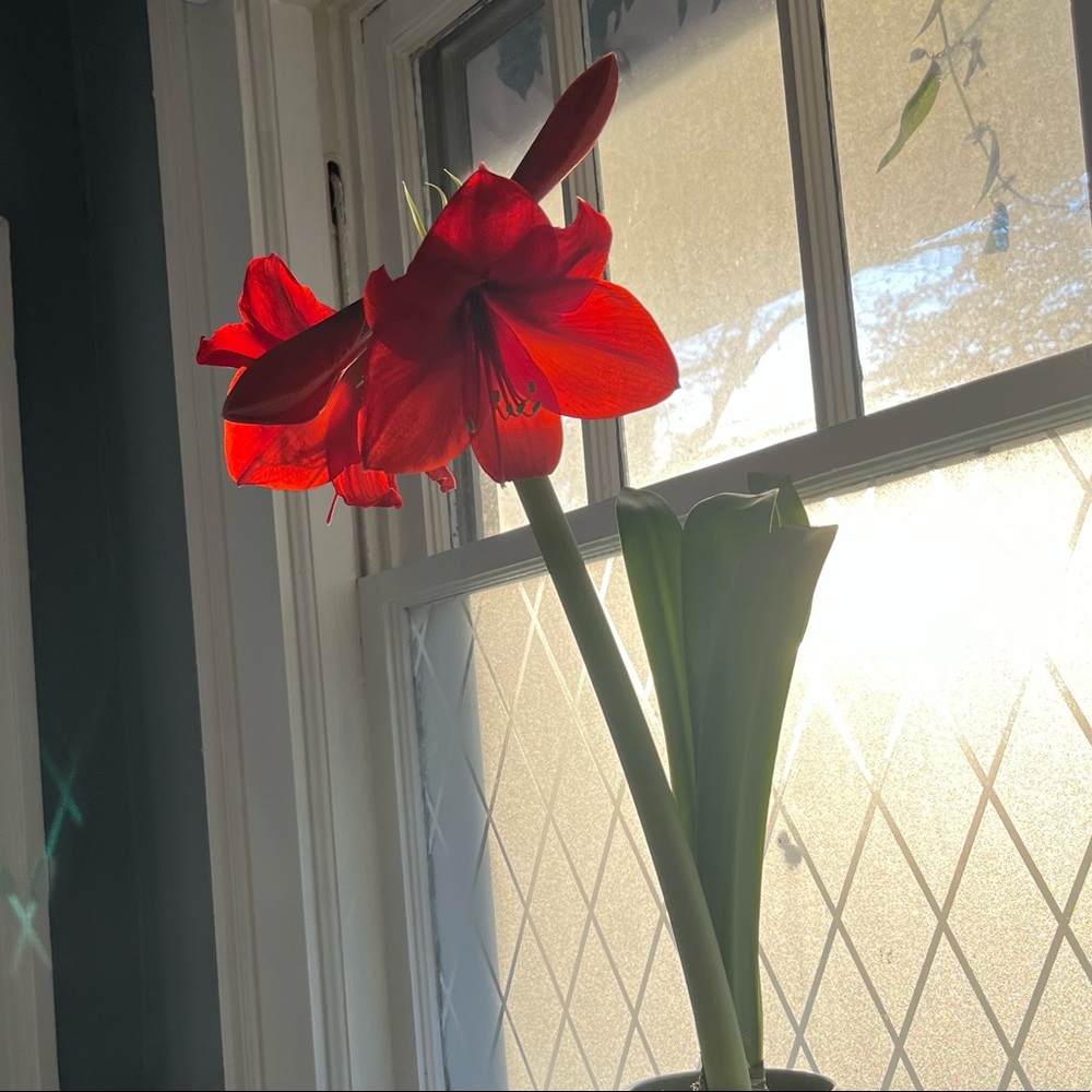 Meet your Posher, Ivy